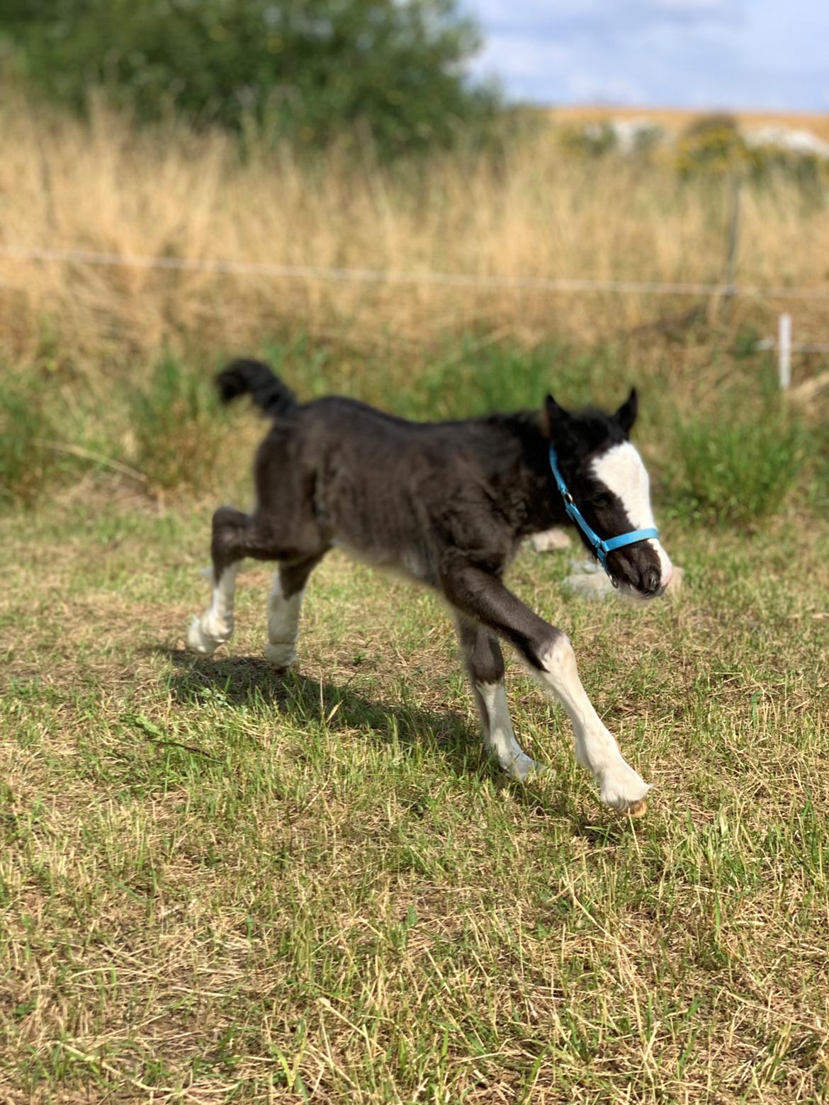 Irish Cob Lærkegaarden's Mr. Morgan * Solgt * billede 39