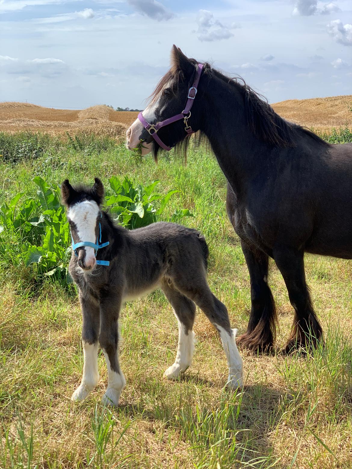 Irish Cob Lærkegaarden's Mr. Morgan * Solgt * billede 40