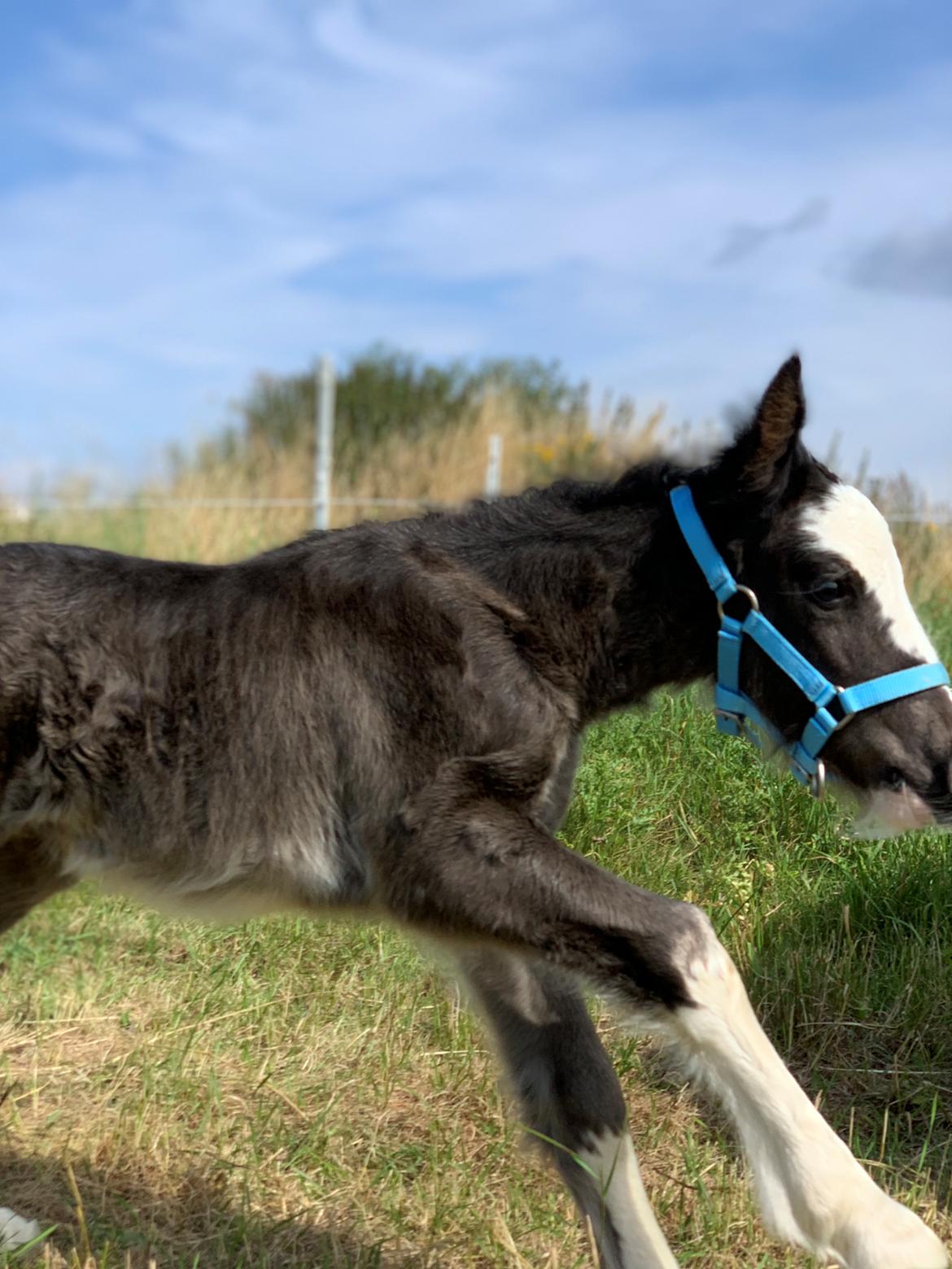 Irish Cob Lærkegaarden's Mr. Morgan * Solgt * billede 42