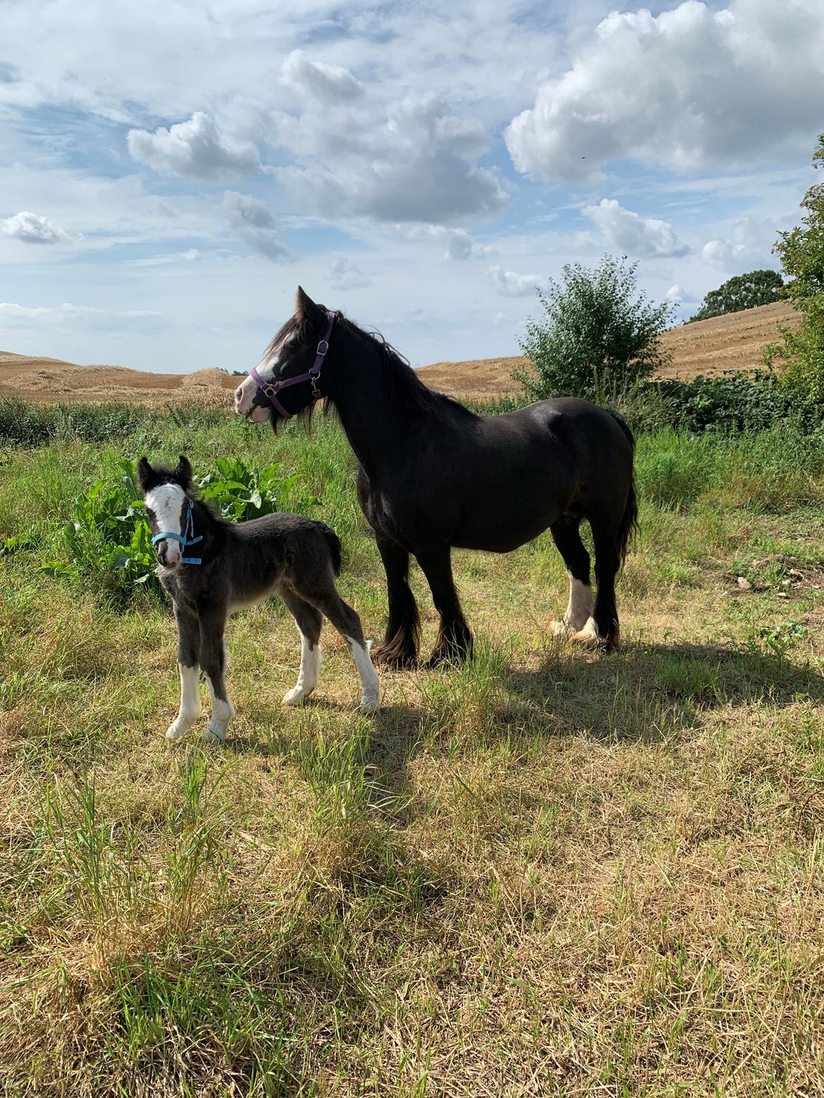Irish Cob Lærkegaarden's Mr. Morgan * Solgt * billede 41