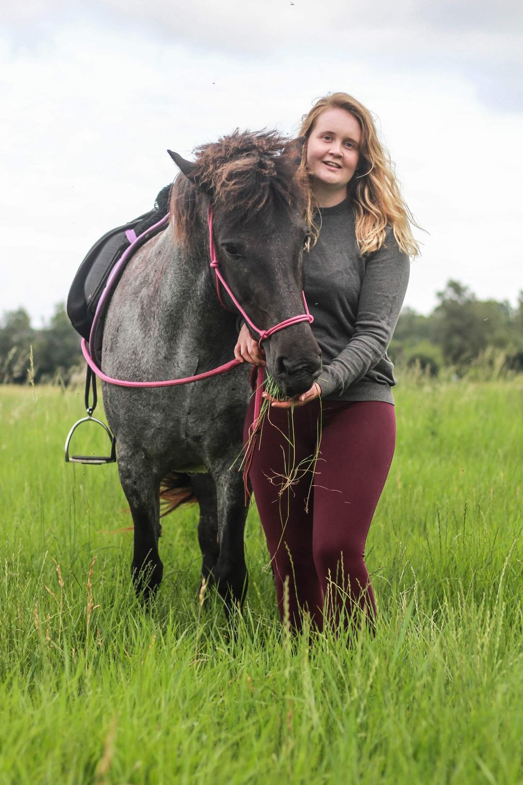 Islænder Mini Madsen billede 1