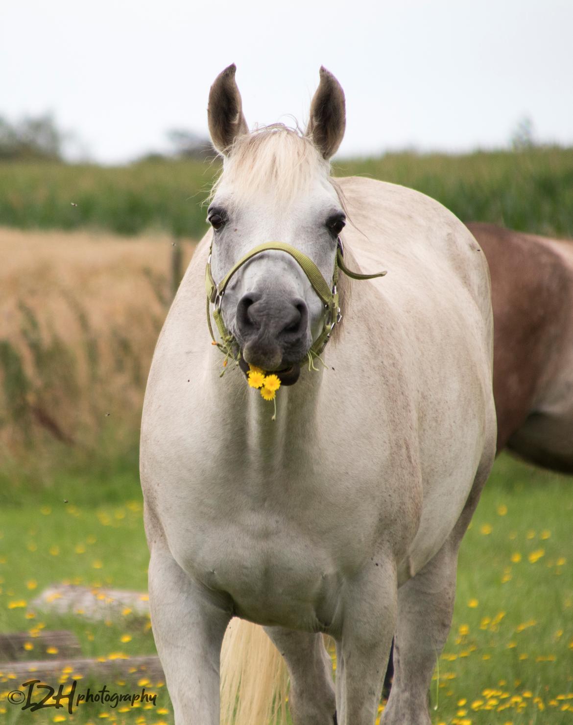 Arabisk fuldblod (OX) Moncered ox billede 1