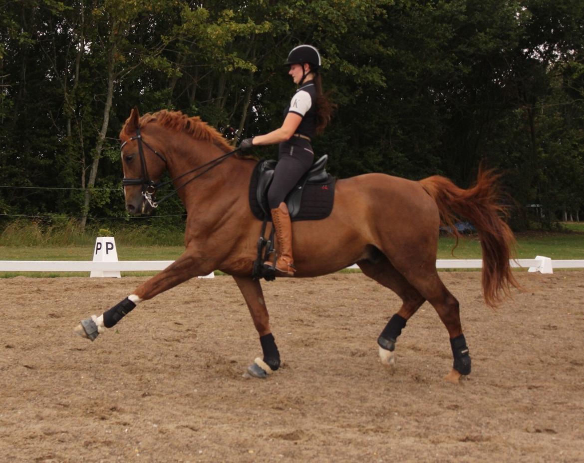 Dansk Varmblod Hedebo´s Arlino *B-hest* billede 15