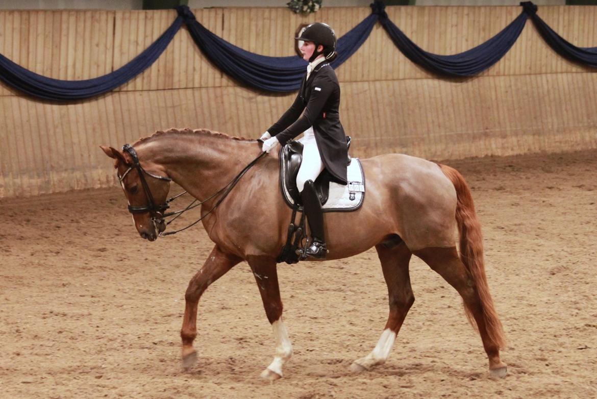 Dansk Varmblod Hedebo´s Arlino *B-hest* billede 18