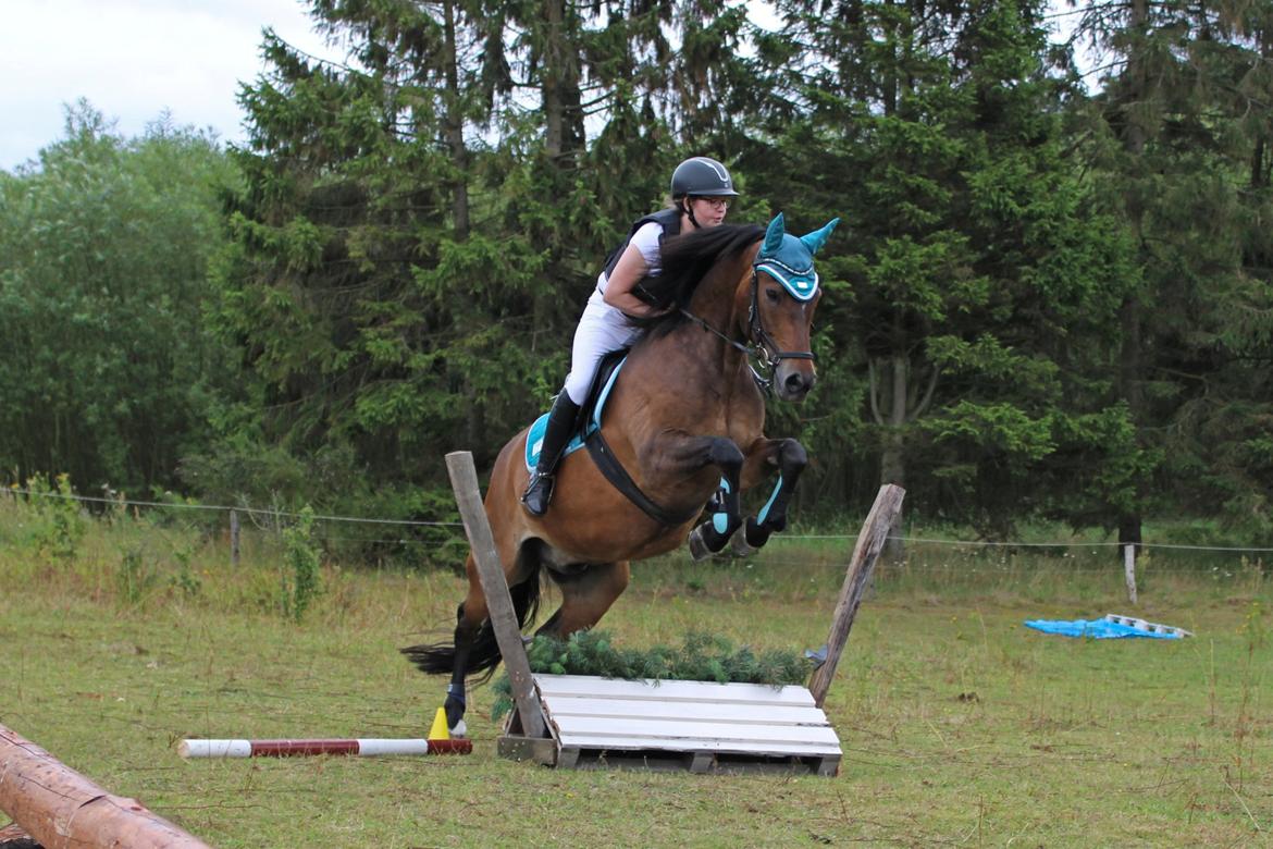 New Forest Birkilds Moreno - Vores første tærrenstævne, 4 August 2019. Foto: MosePonyerne  billede 19