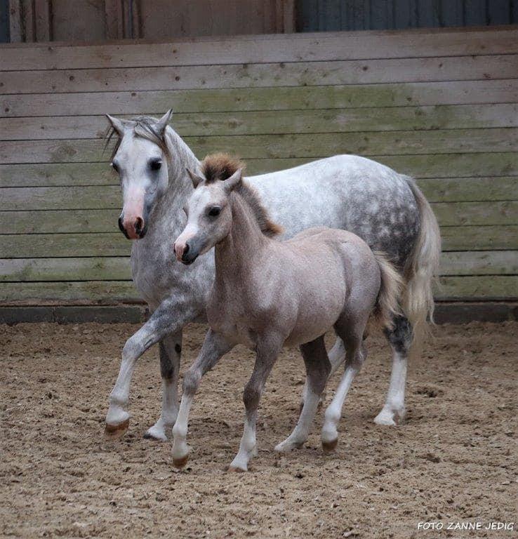 Welsh Mountain (sec A) Gribsvads pinka billede 7