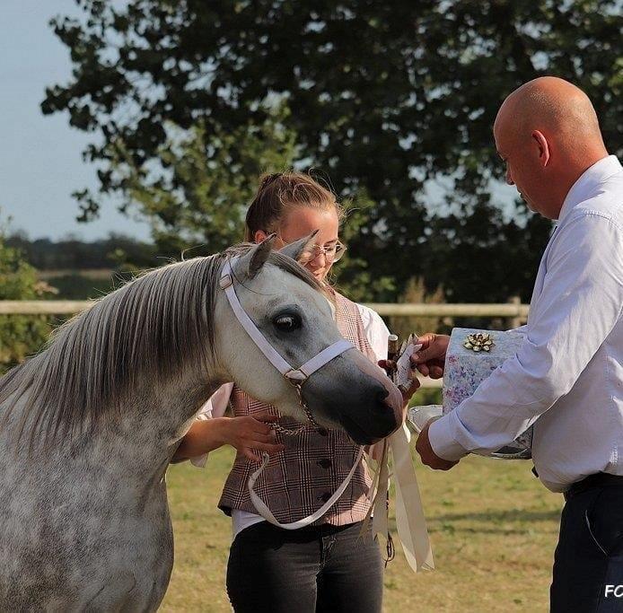 Welsh Mountain (sec A) Gribsvads pinka billede 8