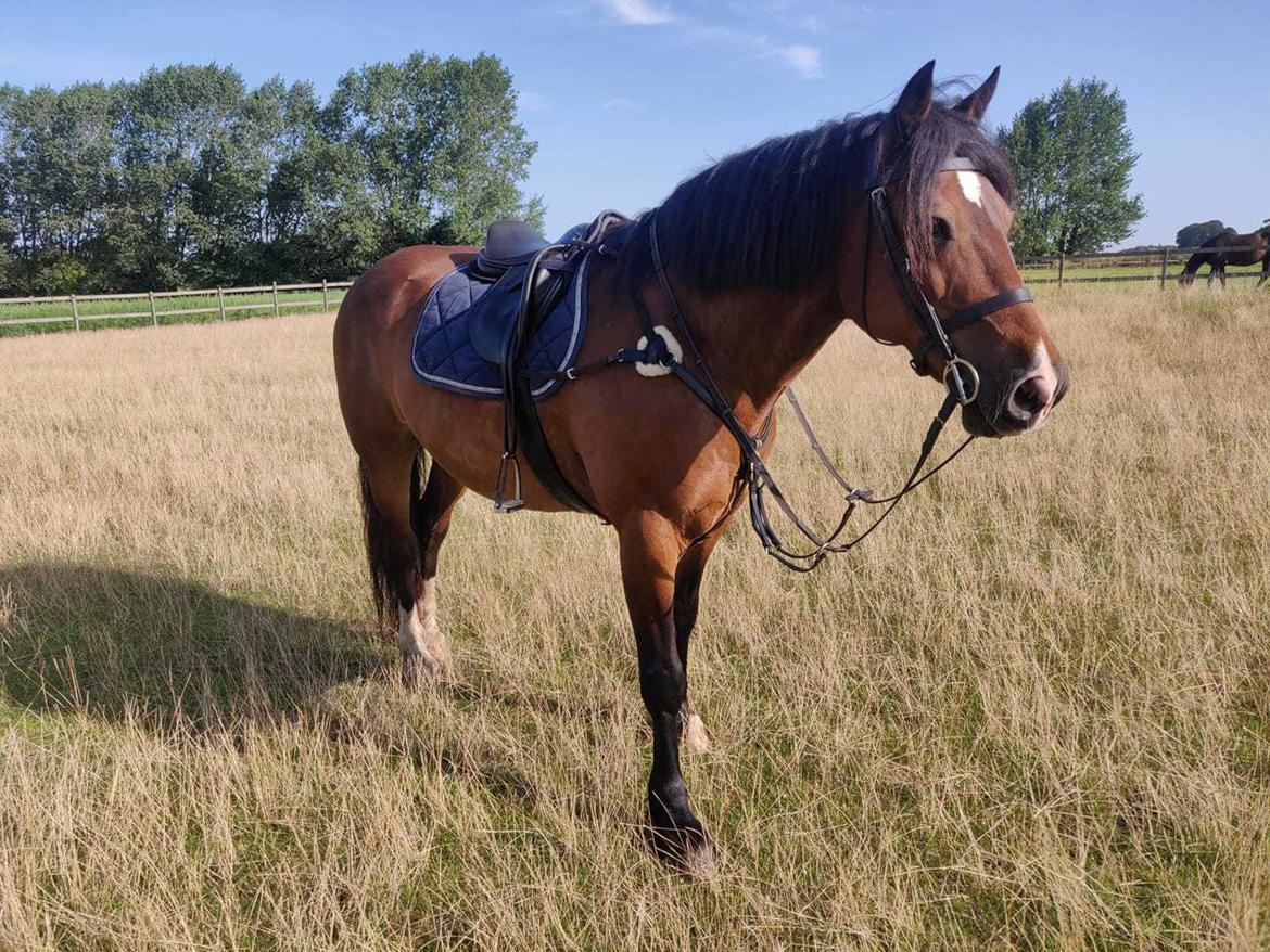 Welsh Cob (sec D) | Valhallas Mabon Mai billede 18