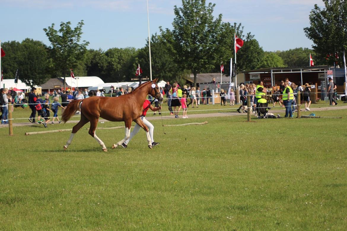 Dansk Varmblod Sakura's Cornelia billede 11