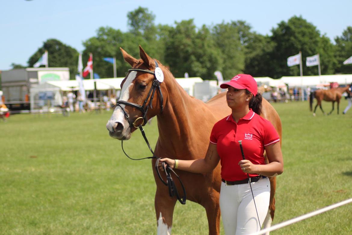 Dansk Varmblod Sakura's Cornelia billede 7