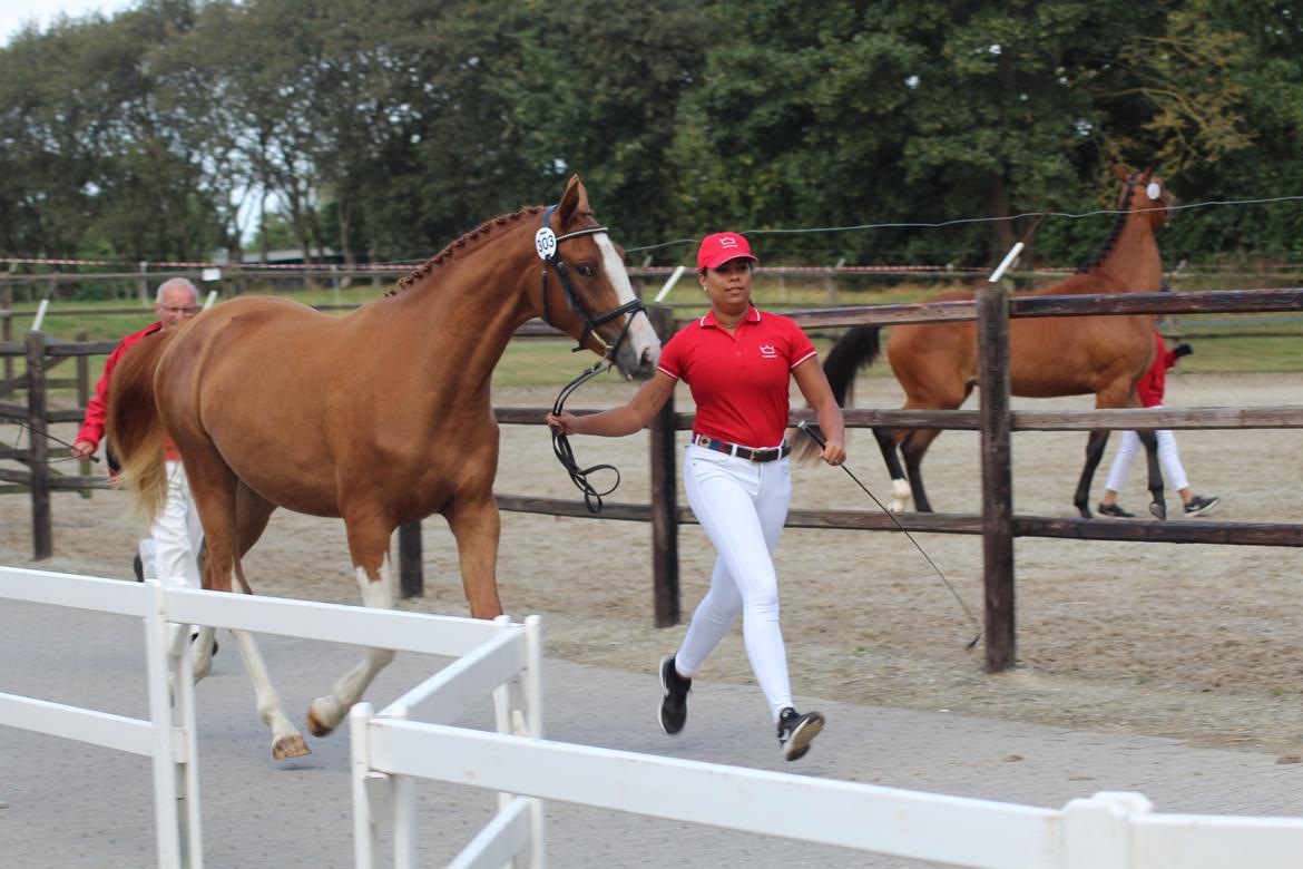 Dansk Varmblod Sakura's Cornelia billede 15
