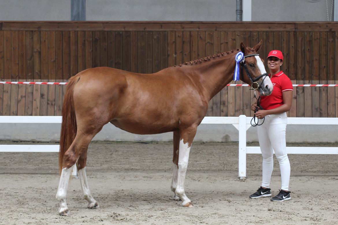 Dansk Varmblod Sakura's Cornelia billede 14