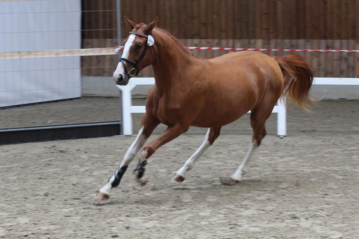 Dansk Varmblod Sakura's Cornelia billede 17