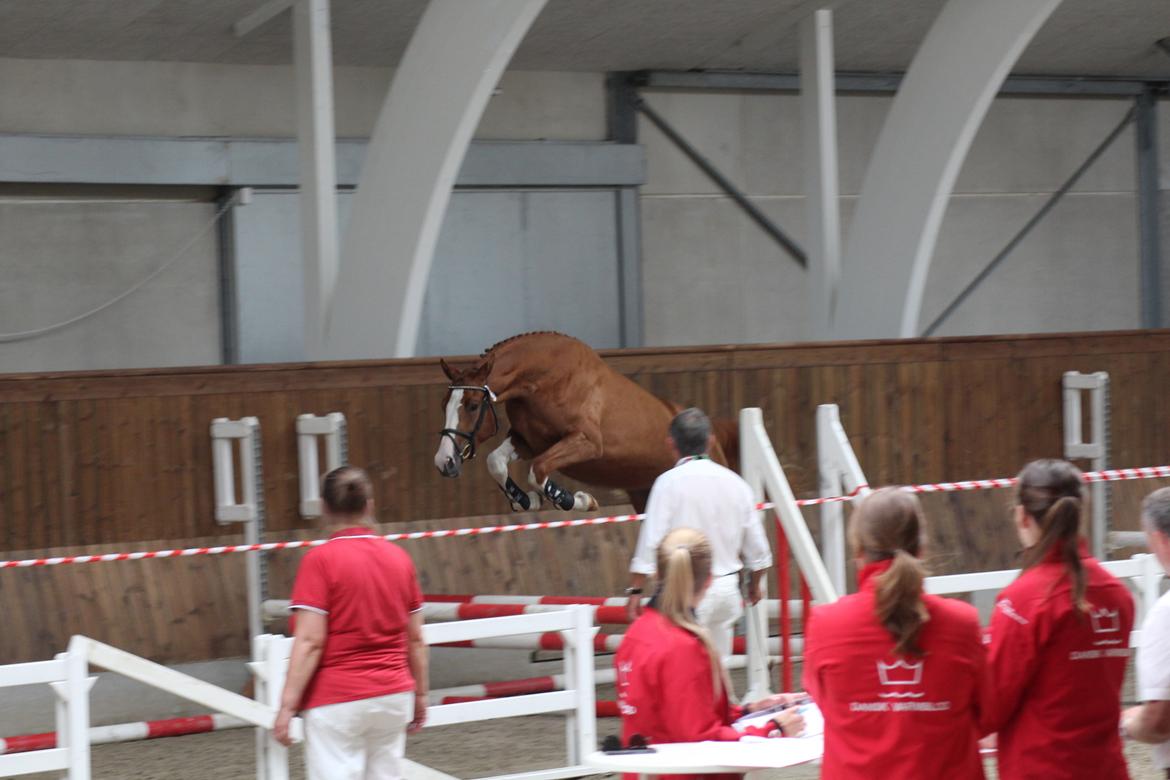 Dansk Varmblod Sakura's Cornelia billede 6