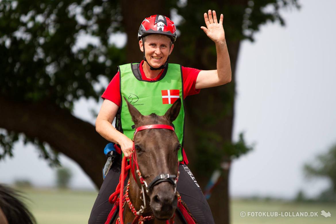 Akhal-Tekiner Meshhur billede 2