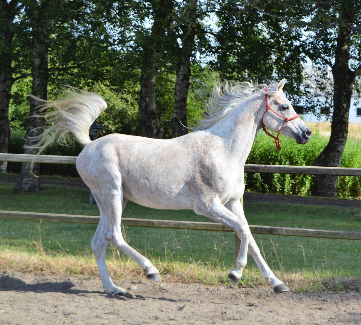 Arabisk fuldblod (OX) ATIQ EL KARMDAL  billede 13