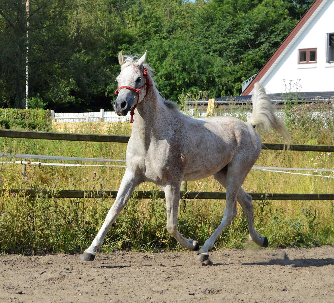 Arabisk fuldblod (OX) ATIQ EL KARMDAL  billede 15