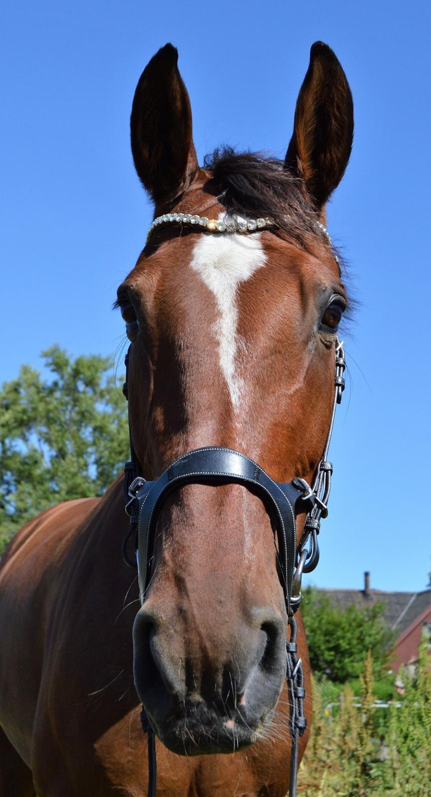 Dansk Varmblod Appetizer HIMMELHEST  billede 10