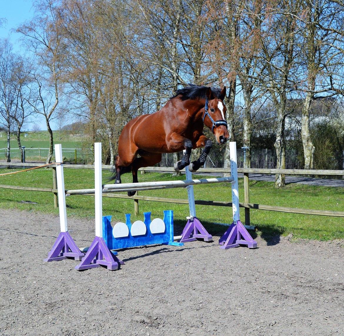 Dansk Varmblod Appetizer HIMMELHEST  billede 11