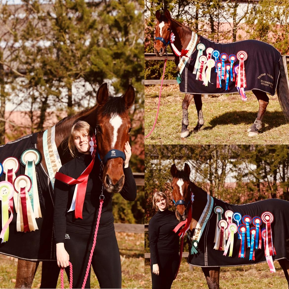 Dansk Varmblod Appetizer HIMMELHEST  billede 12