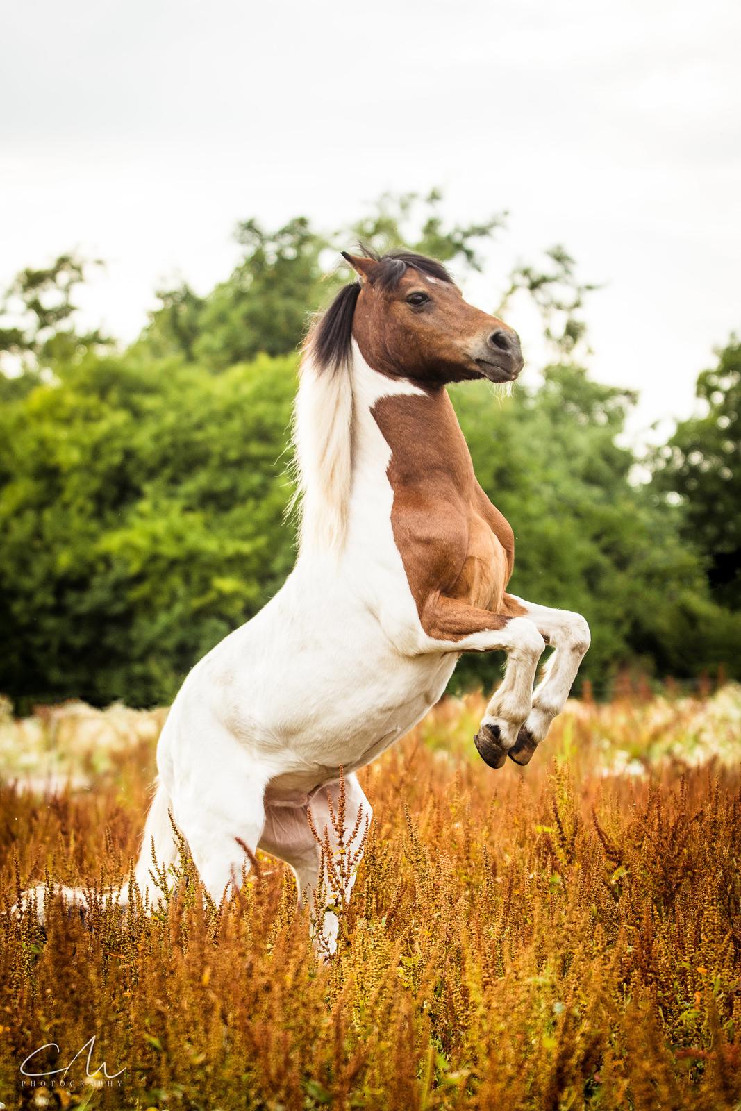 Anden særlig race Lucky Luke  billede 2