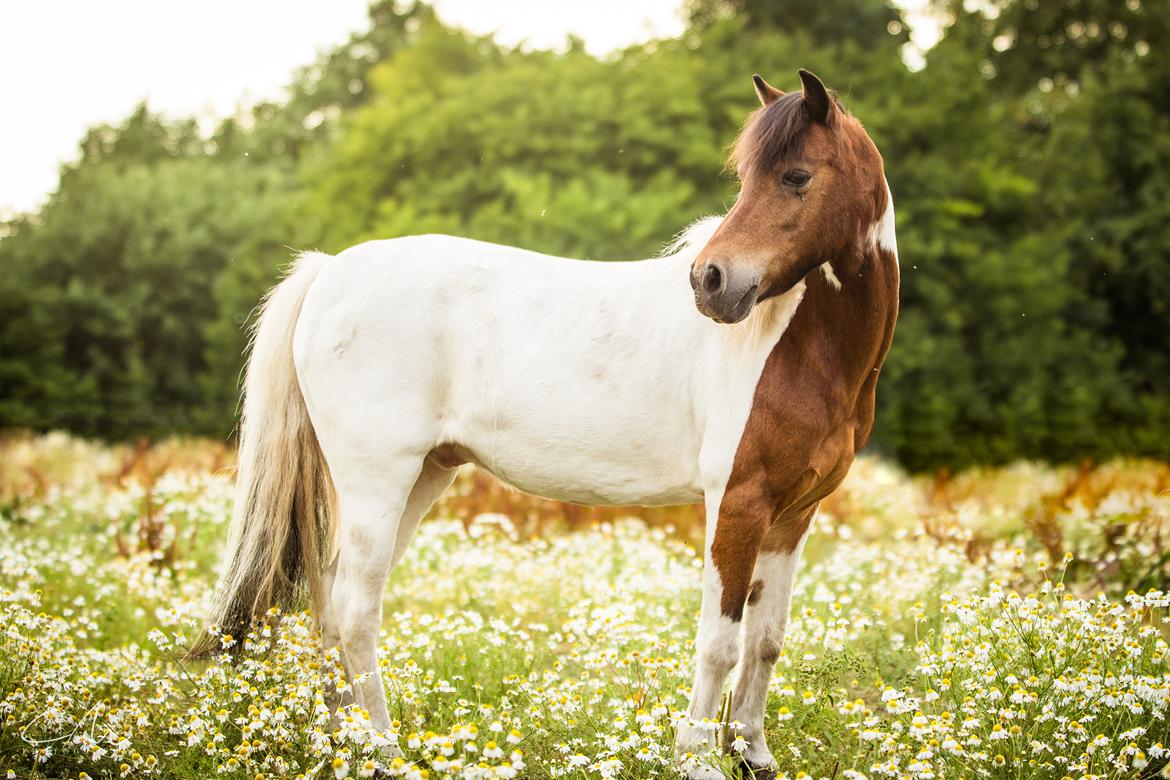 Anden særlig race Lucky Luke  billede 10