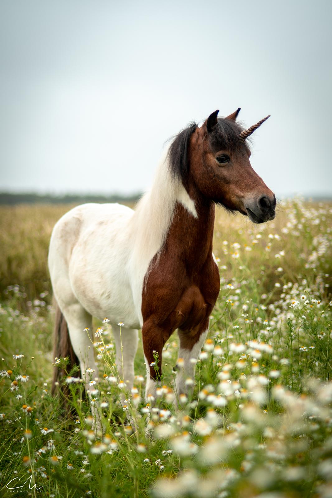 Anden særlig race Lucky Luke  - Vores sidste shoot bare et par dage før han skulle herfra.. </3 Som altid er dygtige CM Photography bag kameraet. billede 11