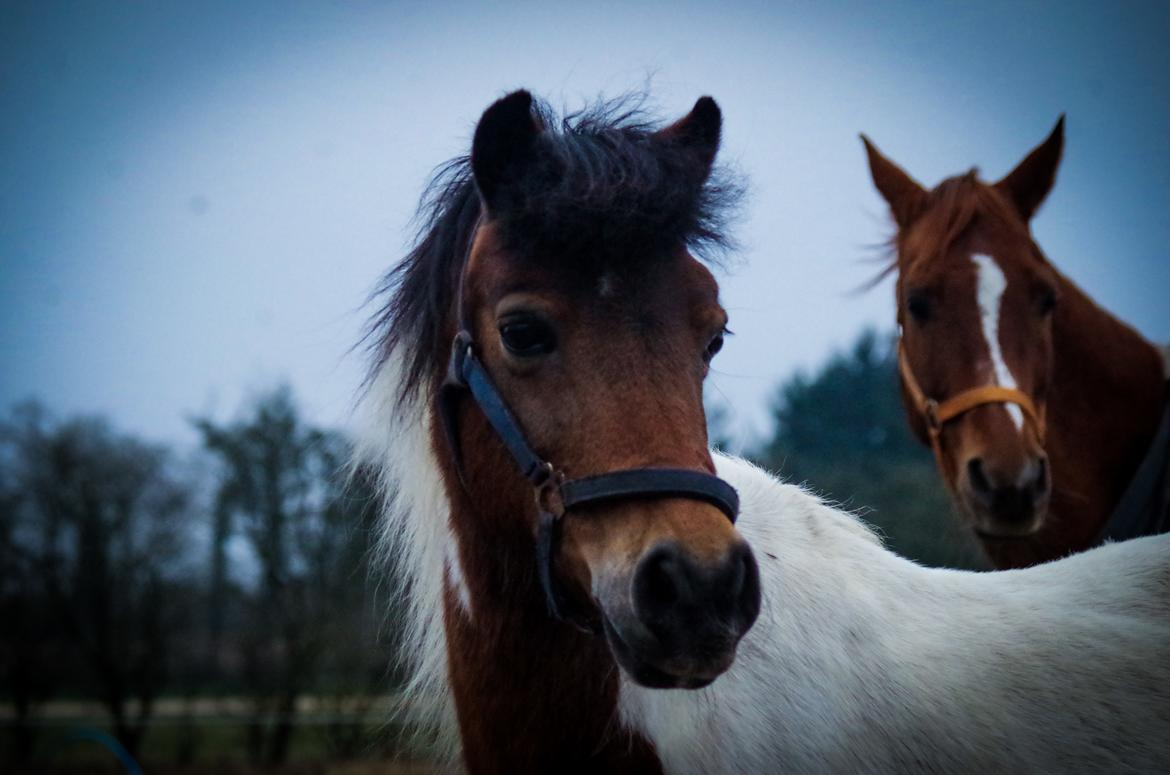 Anden særlig race Lucky Luke  billede 19