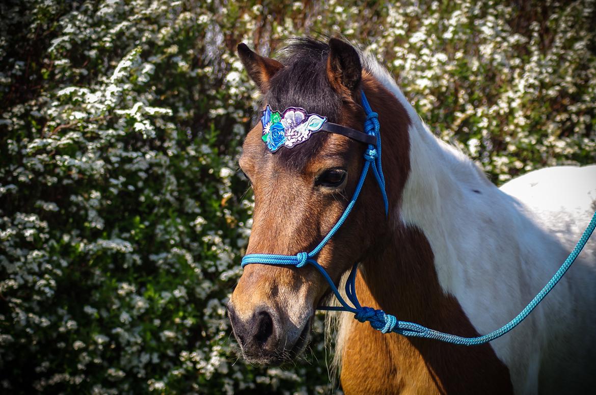 Anden særlig race Lucky Luke  - Portrætbilled med hans fine pandebånd lavet af Pia "Taura" Mouridsen, aka. Ridning med hjertet <3 billede 20