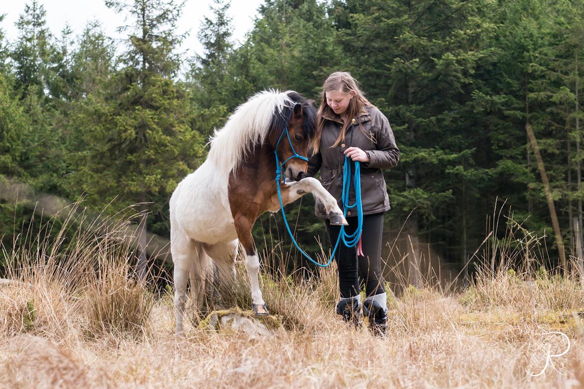 Anden særlig race Lucky Luke  billede 23