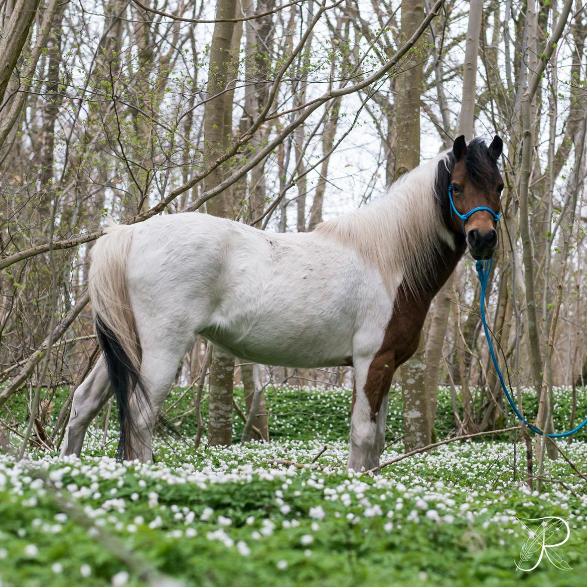 Anden særlig race Lucky Luke  billede 17