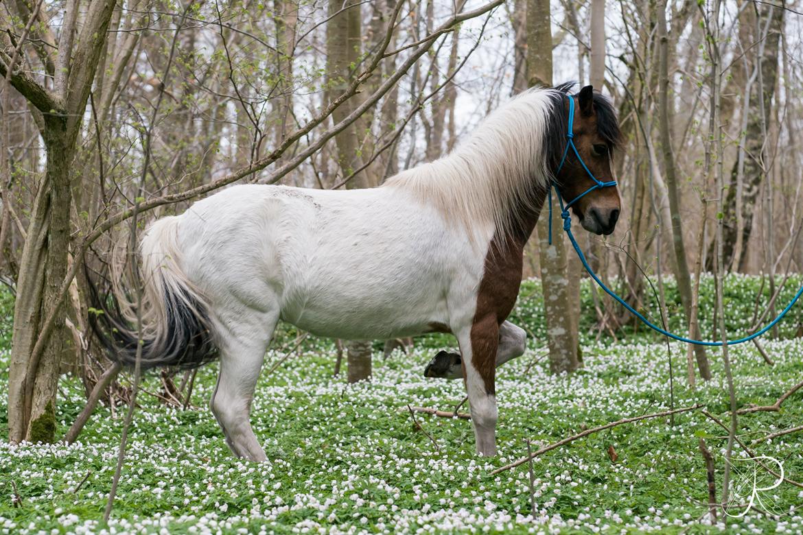 Anden særlig race Lucky Luke  - Den øvelse han var mest stolt af at udføre <3 billede 24