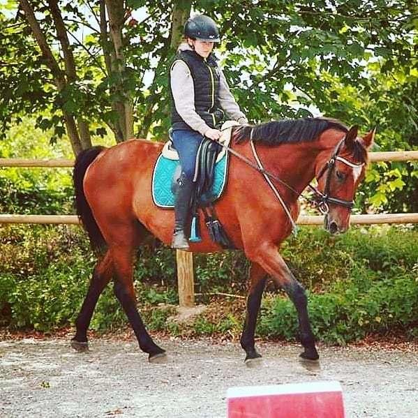 Dansk Varmblod Boston's aspirant (Bosse) billede 12