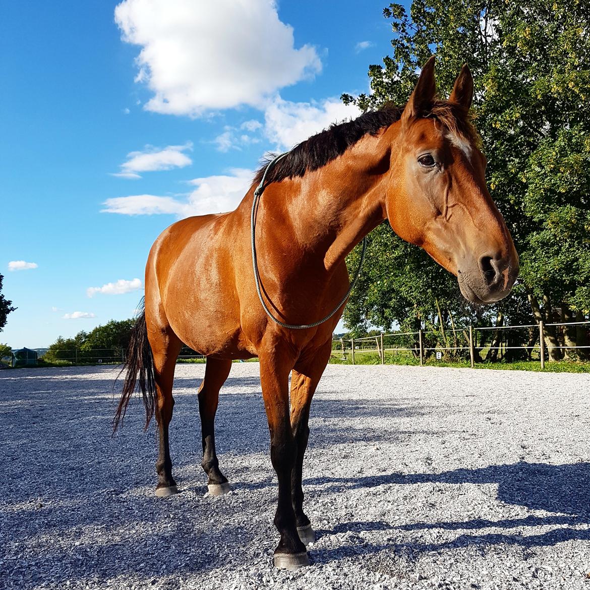 Dansk Varmblod Boston's aspirant (Bosse) billede 13