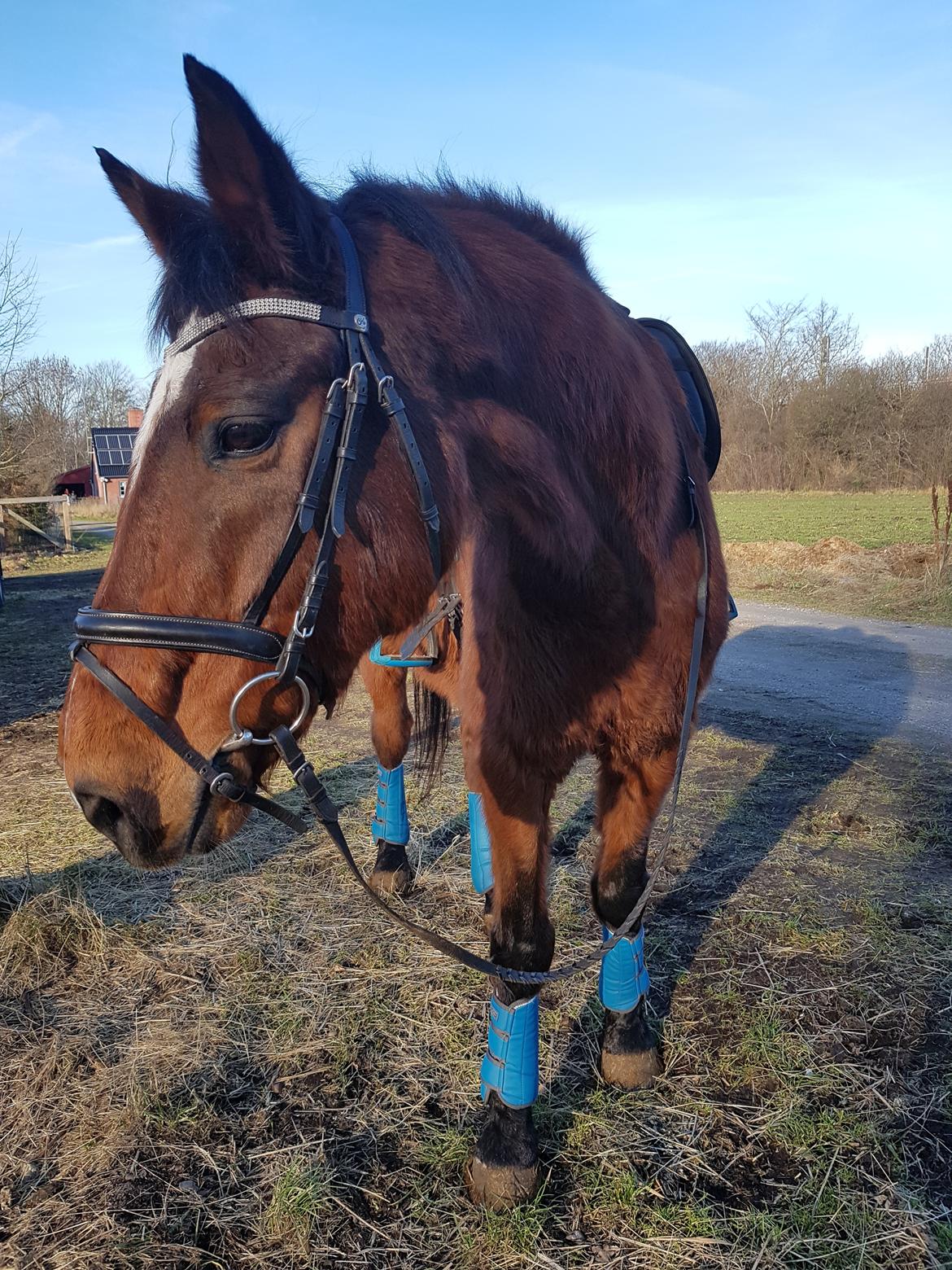 Dansk Varmblod Boston's aspirant (Bosse) billede 14