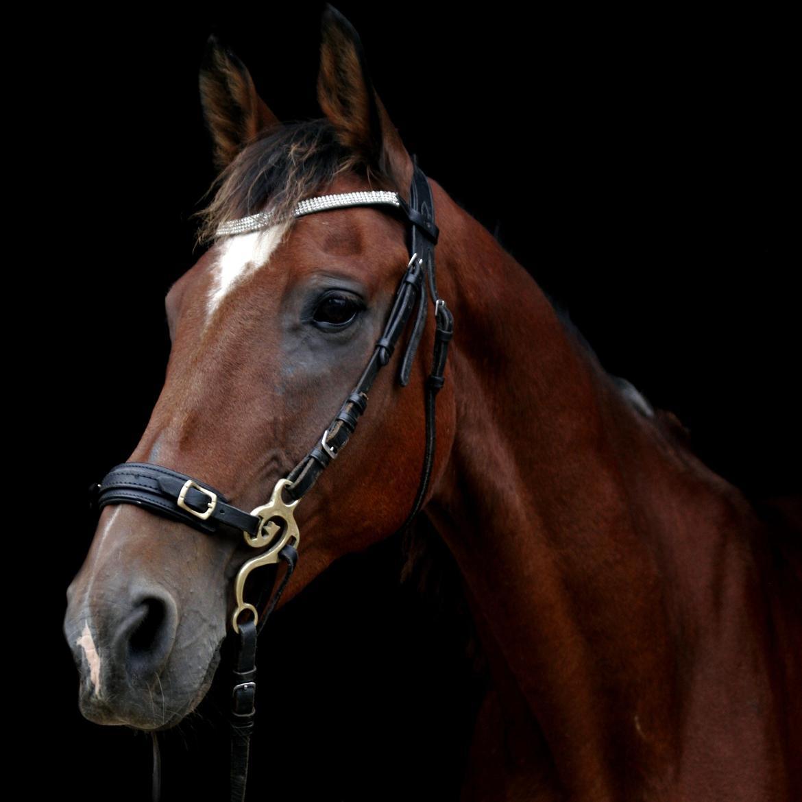 Dansk Varmblod Boston's aspirant (Bosse) billede 15