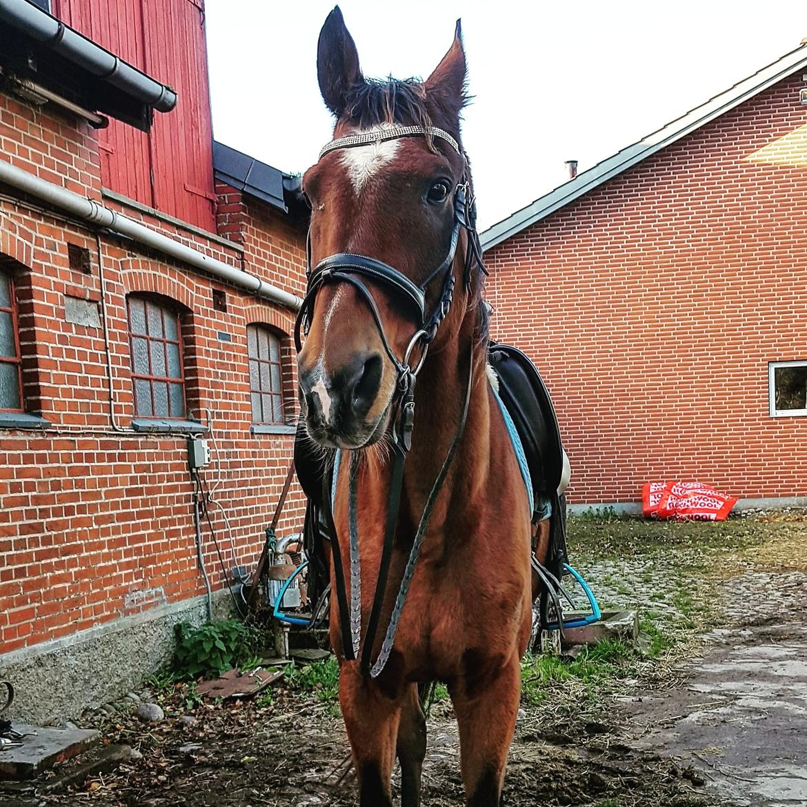 Dansk Varmblod Boston's aspirant (Bosse) billede 16