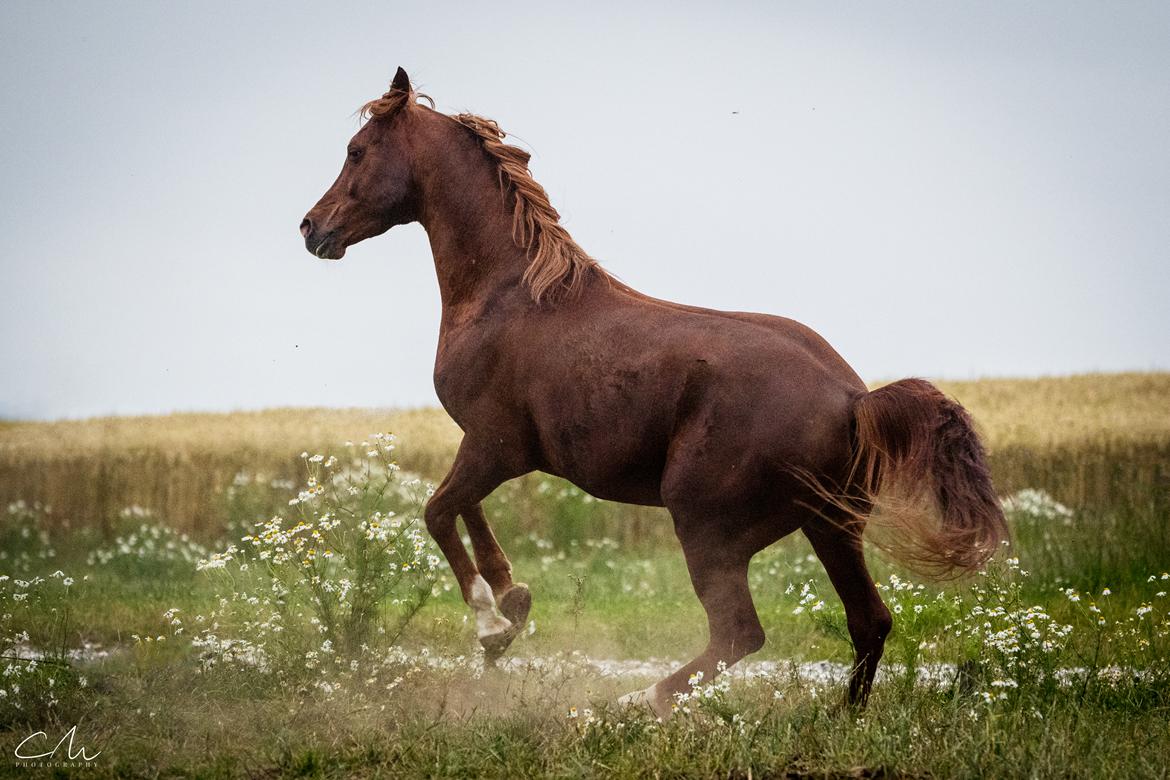 Arabisk fuldblod (OX) Pelee ox - CM Photography, 2019 billede 9