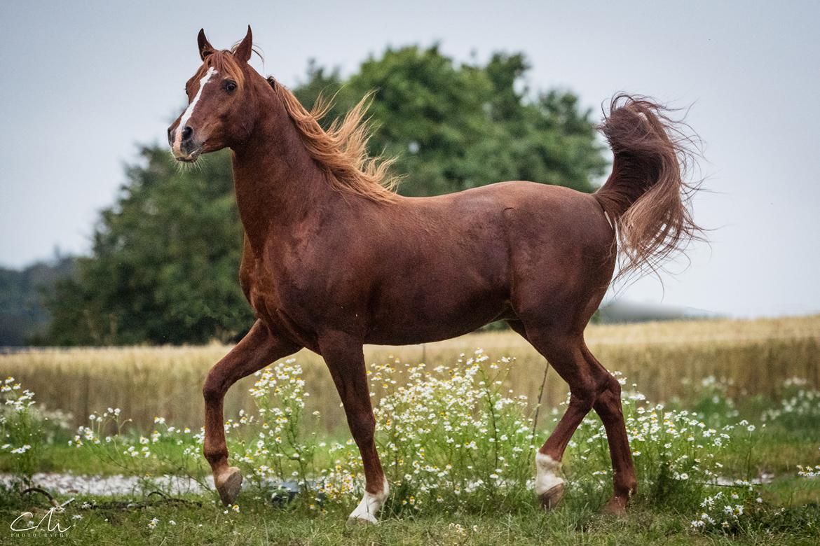 Arabisk fuldblod (OX) Pelee ox - CM Photography, 2019 billede 19