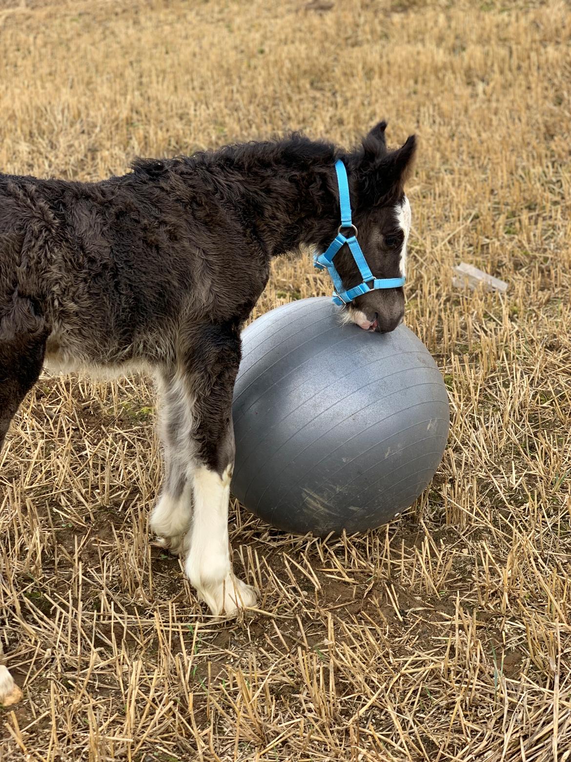Irish Cob Lærkegaarden's Mr. Morgan * Solgt * billede 43