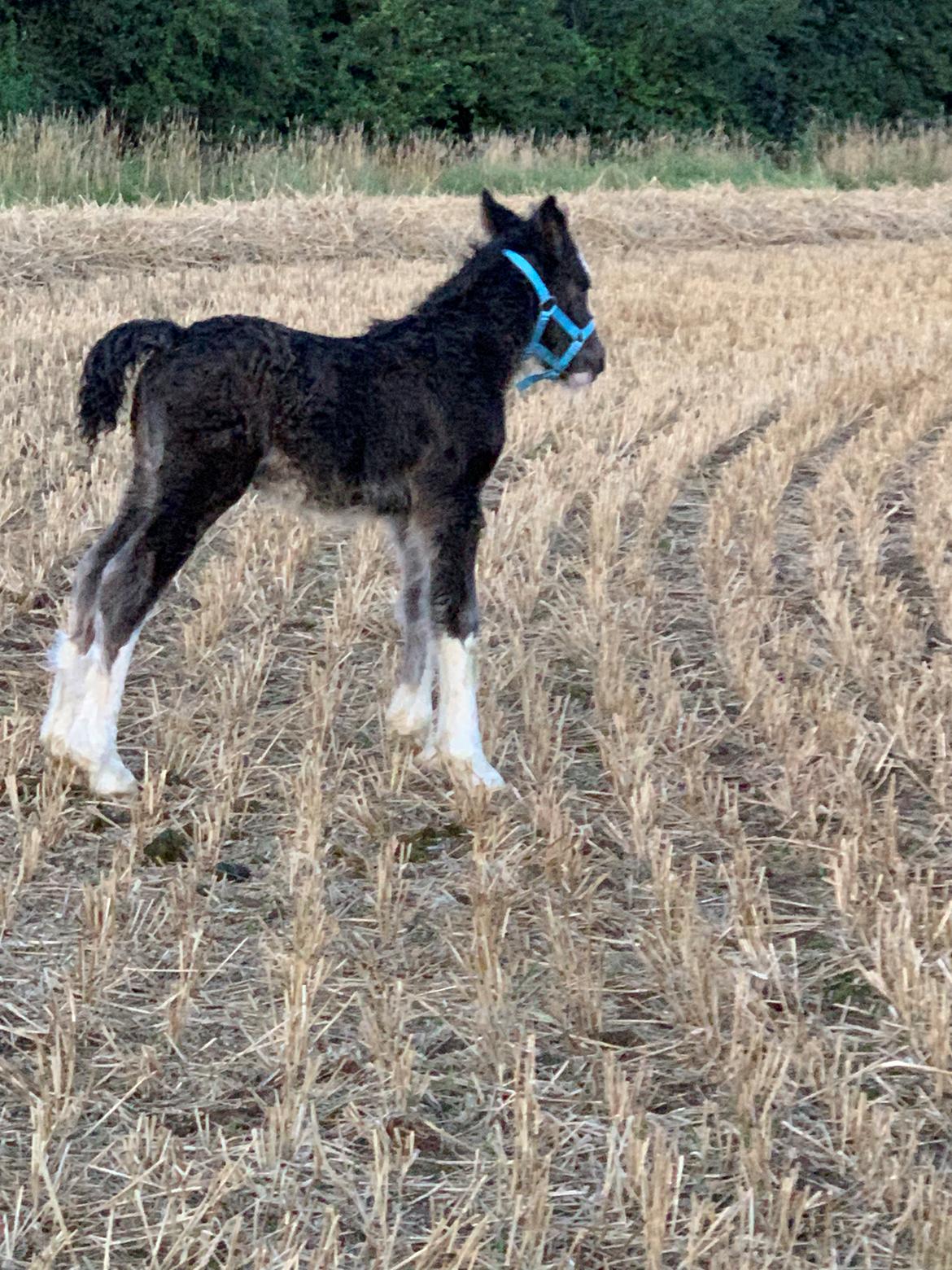 Irish Cob Lærkegaarden's Mr. Morgan * Solgt * billede 44