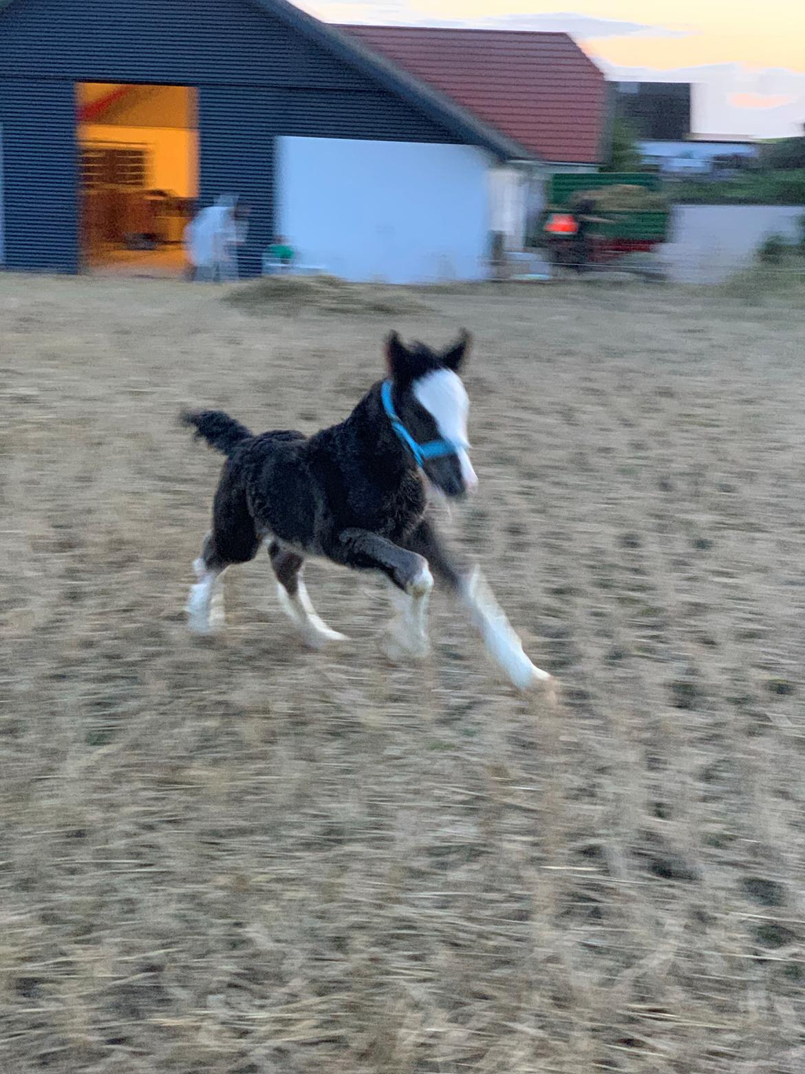 Irish Cob Lærkegaarden's Mr. Morgan * Solgt * billede 45