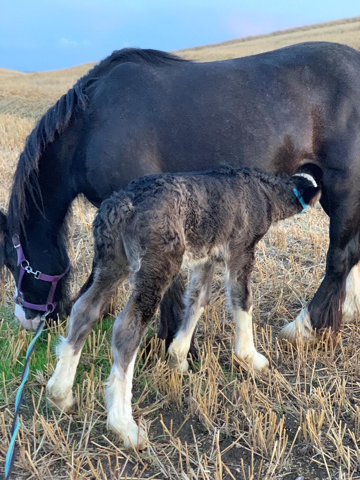 Irish Cob Lærkegaarden's Mr. Morgan * Solgt * billede 46