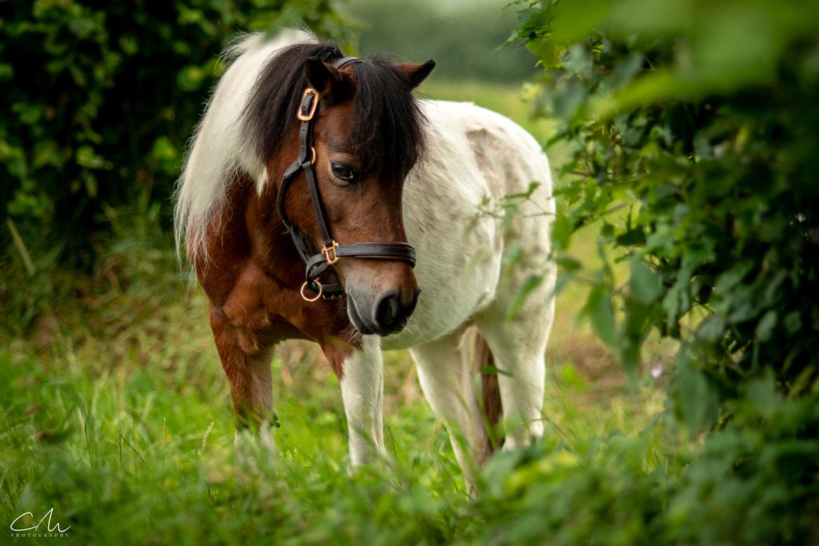 Anden særlig race Lucky Luke  billede 21