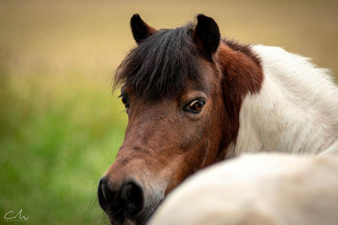 Anden særlig race Lucky Luke  billede 4