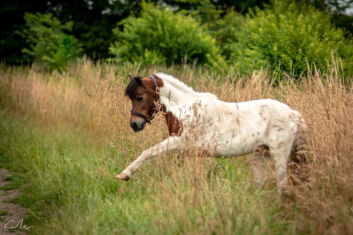 Anden særlig race Lucky Luke  billede 15