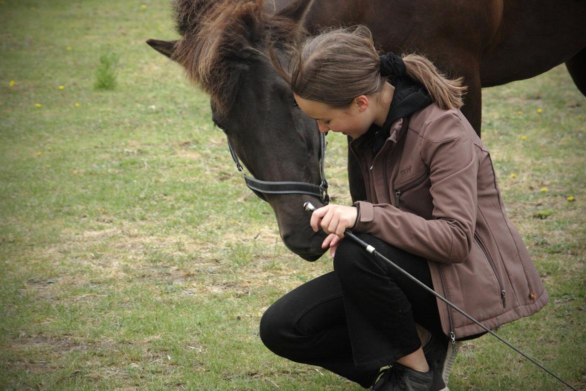 Islænder Sunna fra Hindø billede 7