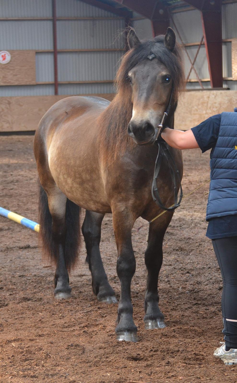 Nordsvensk Skovhest Ry's Zally - 10.08.19 billede 1