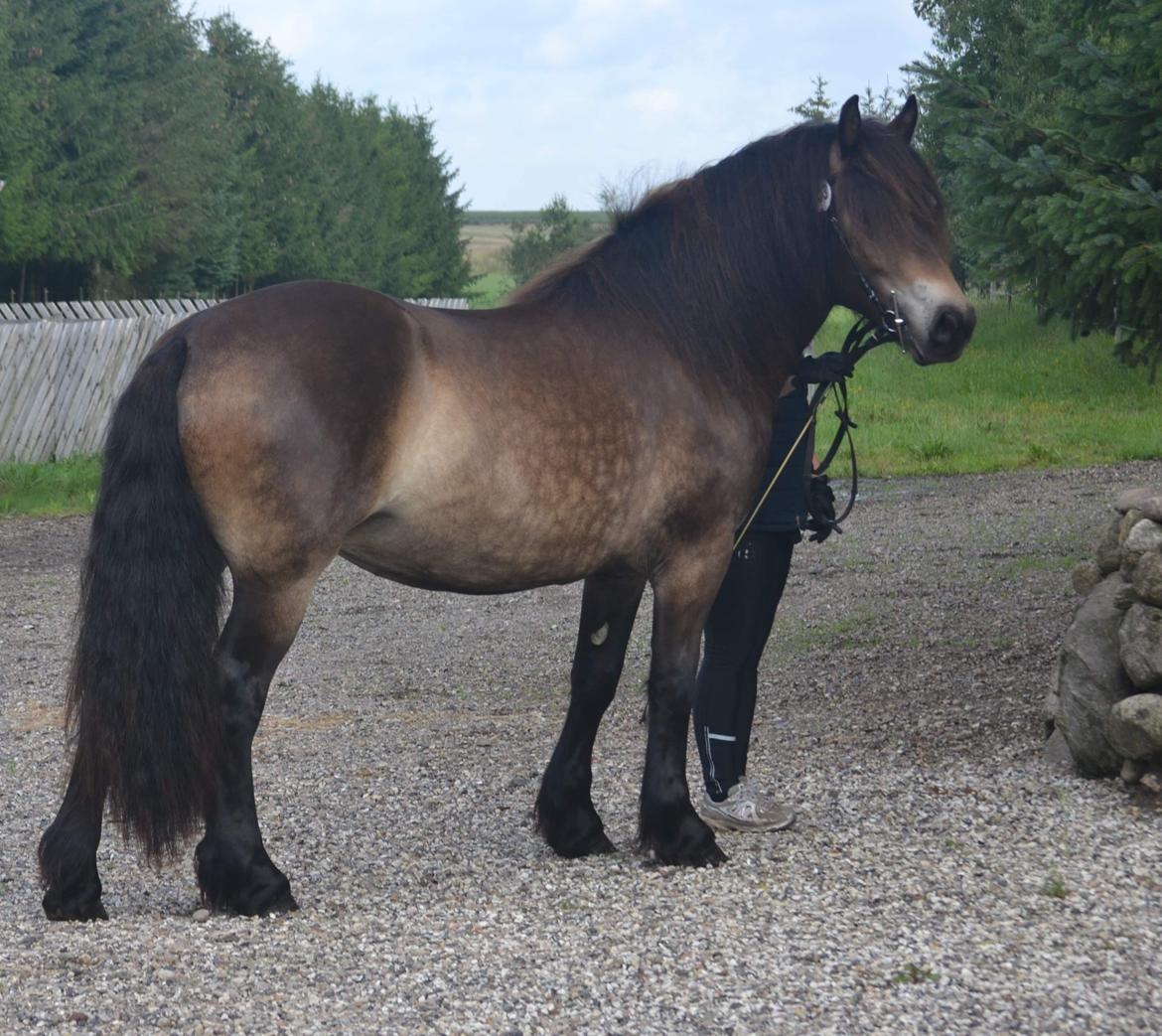 Nordsvensk Skovhest Ry's Zally - 10.08.19 billede 3