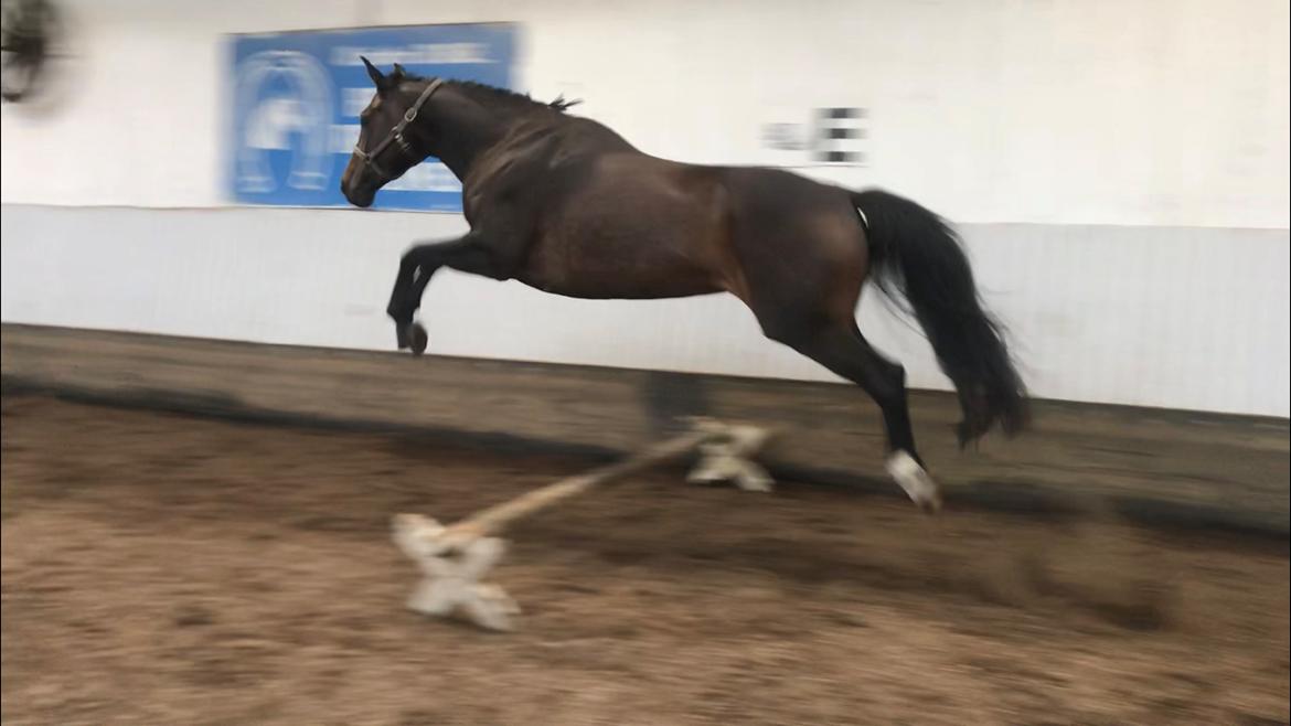 Anden særlig race Montana billede 14